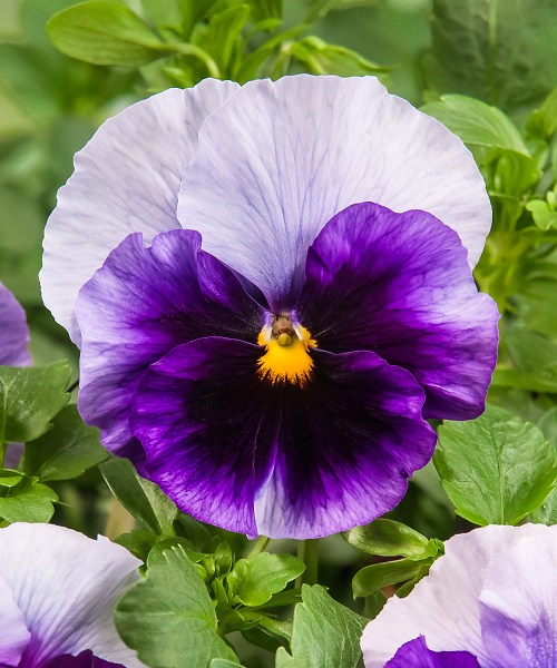 511.32 Pansy F1 Cello_Beaconsfield_v160